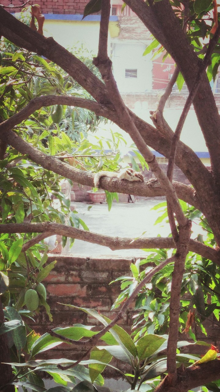 mango tree