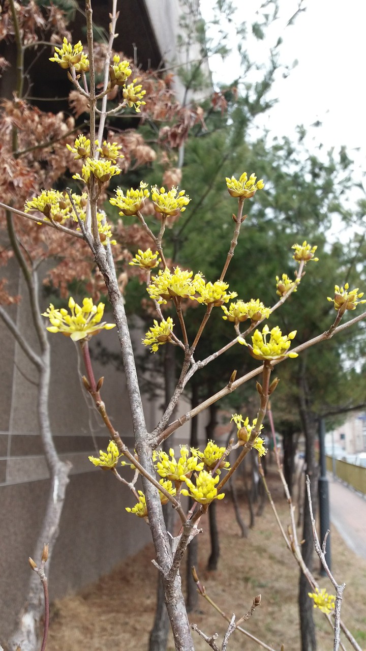 산수유