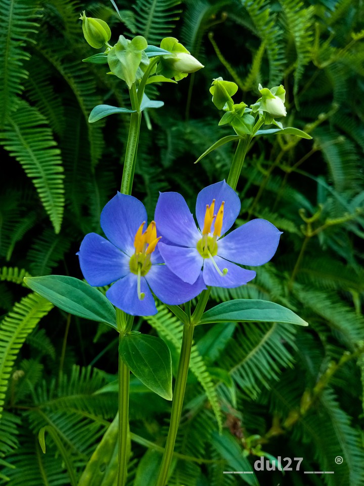 Exacum trinervium ssp. macranthum     ❤? Indigenous species