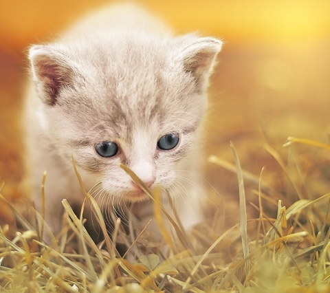 kitten