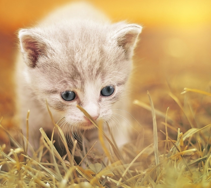 kitten