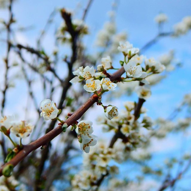 spring