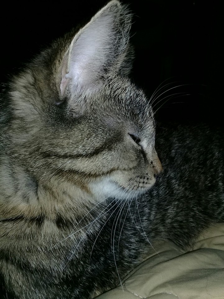 Cat Jade