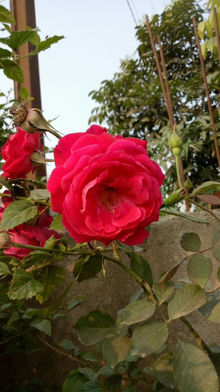sanjit