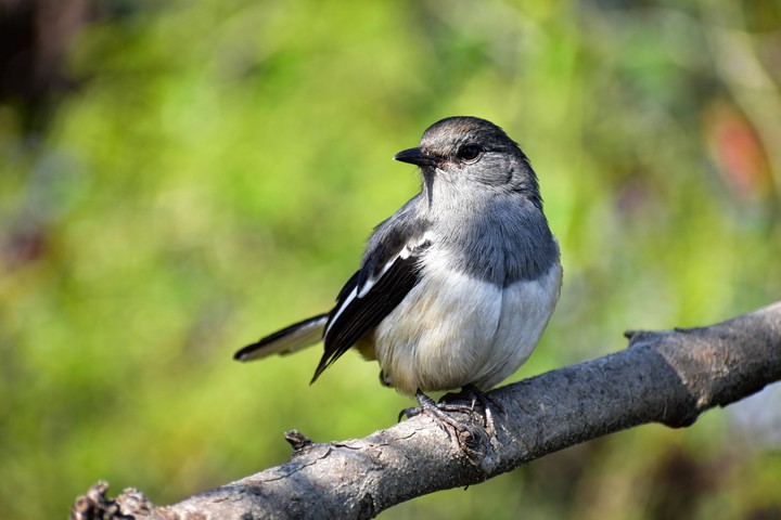 little birdy