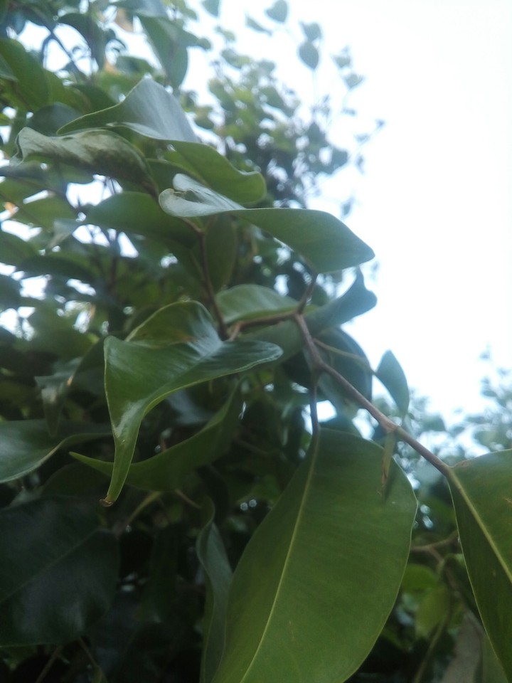 Natureza em meio ao caos