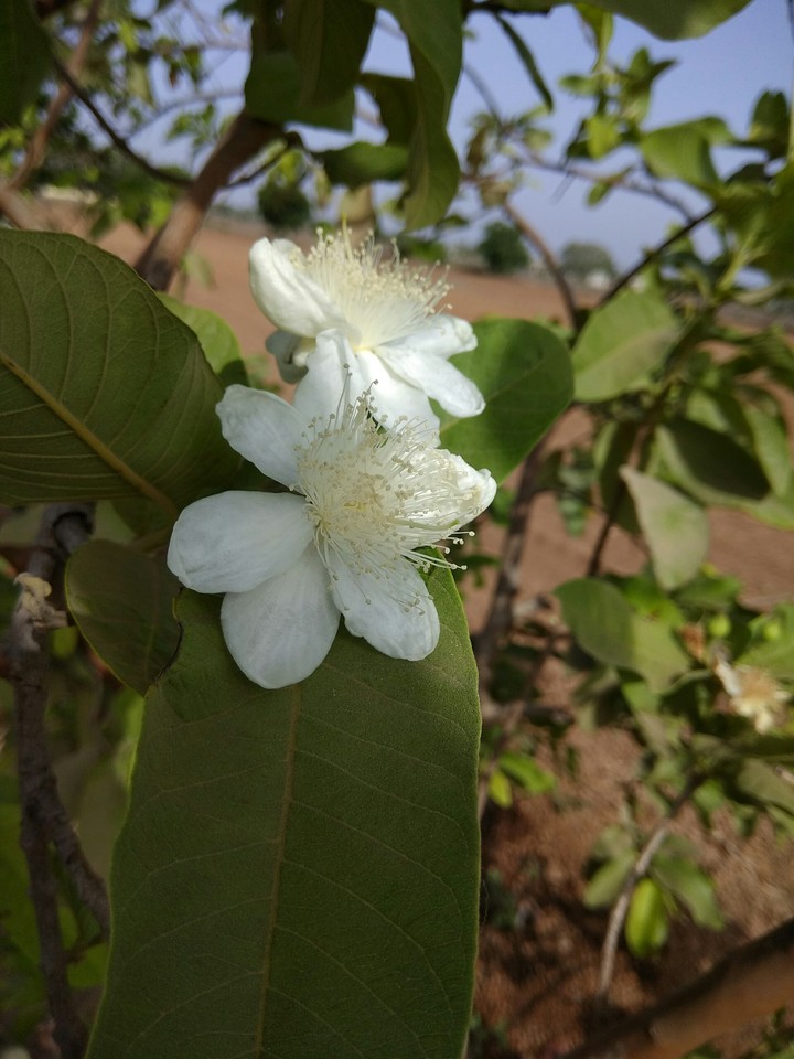 Guavava flowers
