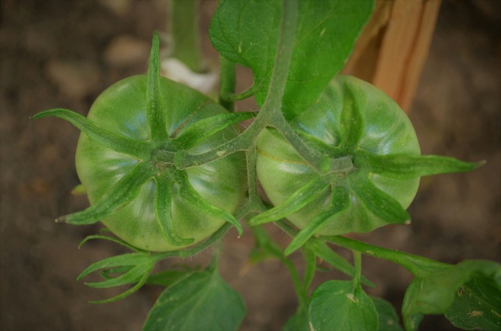 Tomato