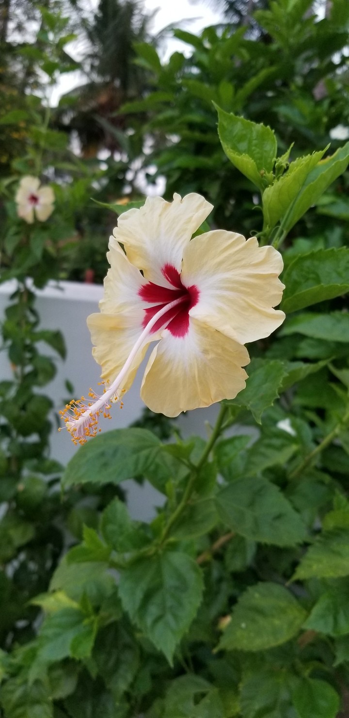hibiscus