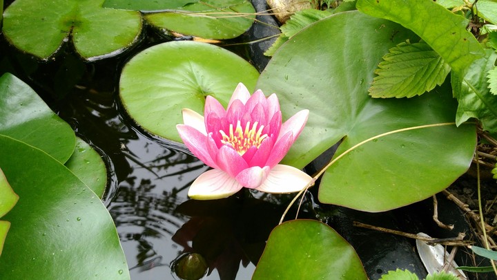 Water lily