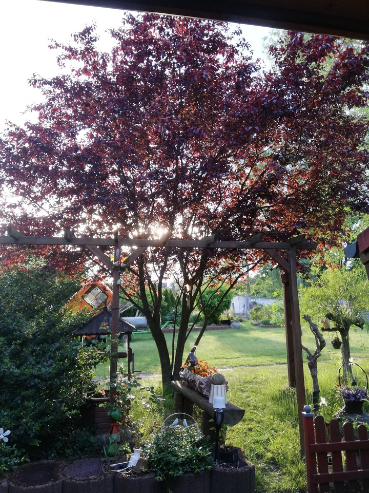Abensonne