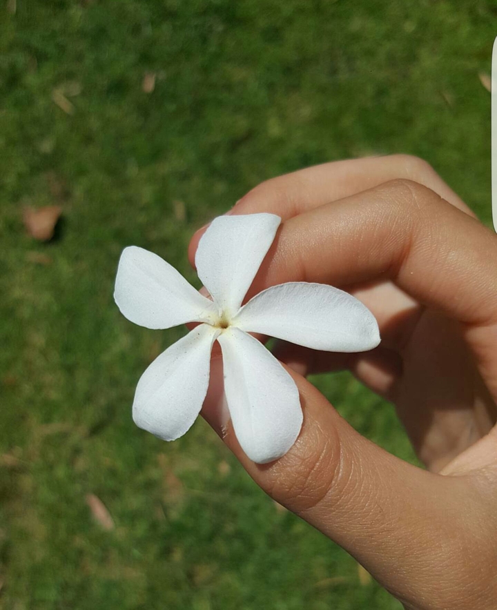 To Pick a Flower