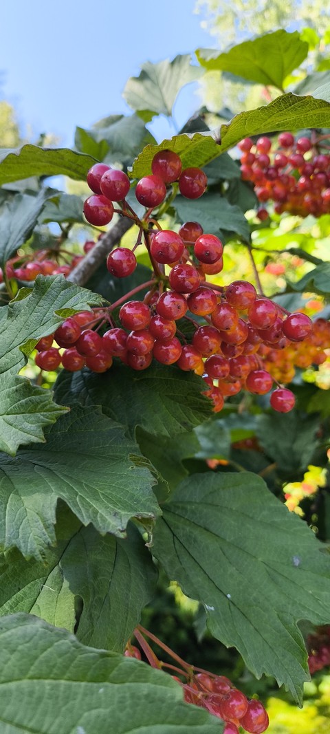 berry, food वॉलपेपर