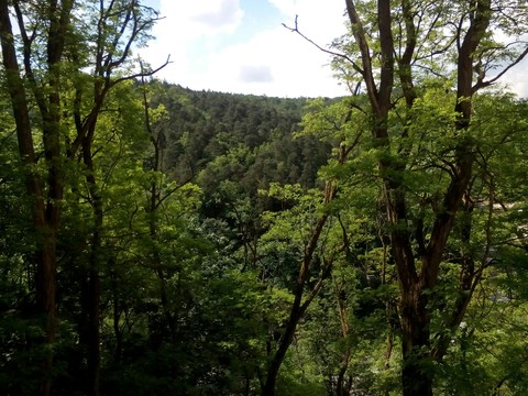 woods