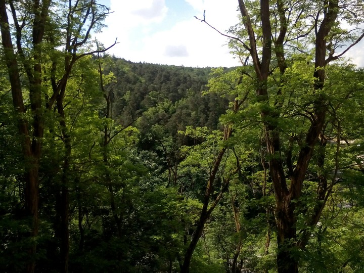 woods