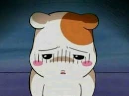 잘못한 쥐 짤