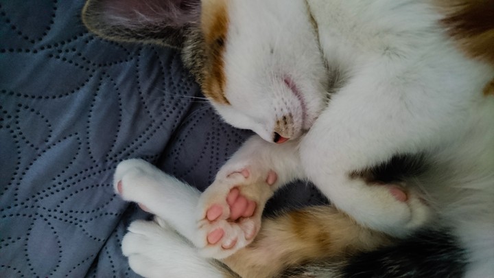 Sleeping kitten