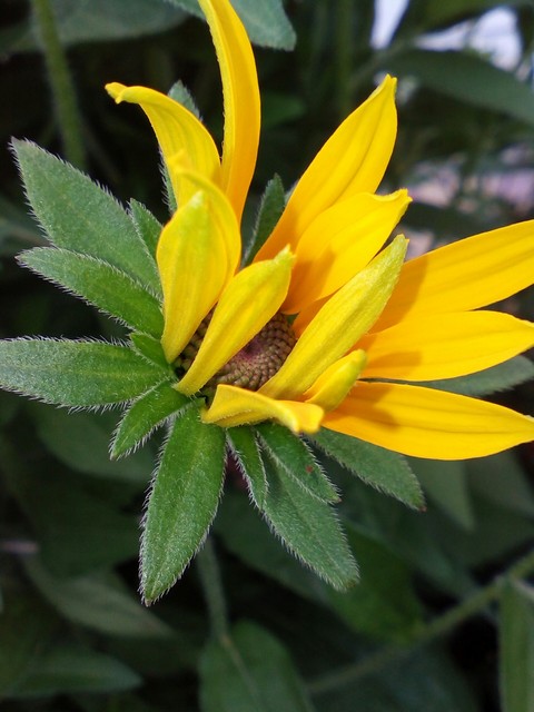 sfondi flower, flora