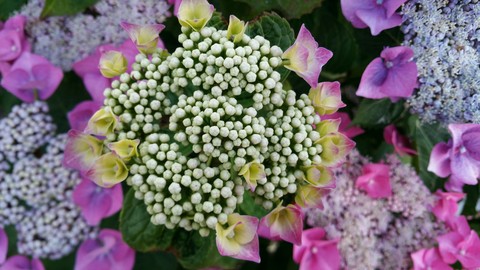 Flowers In My Garden