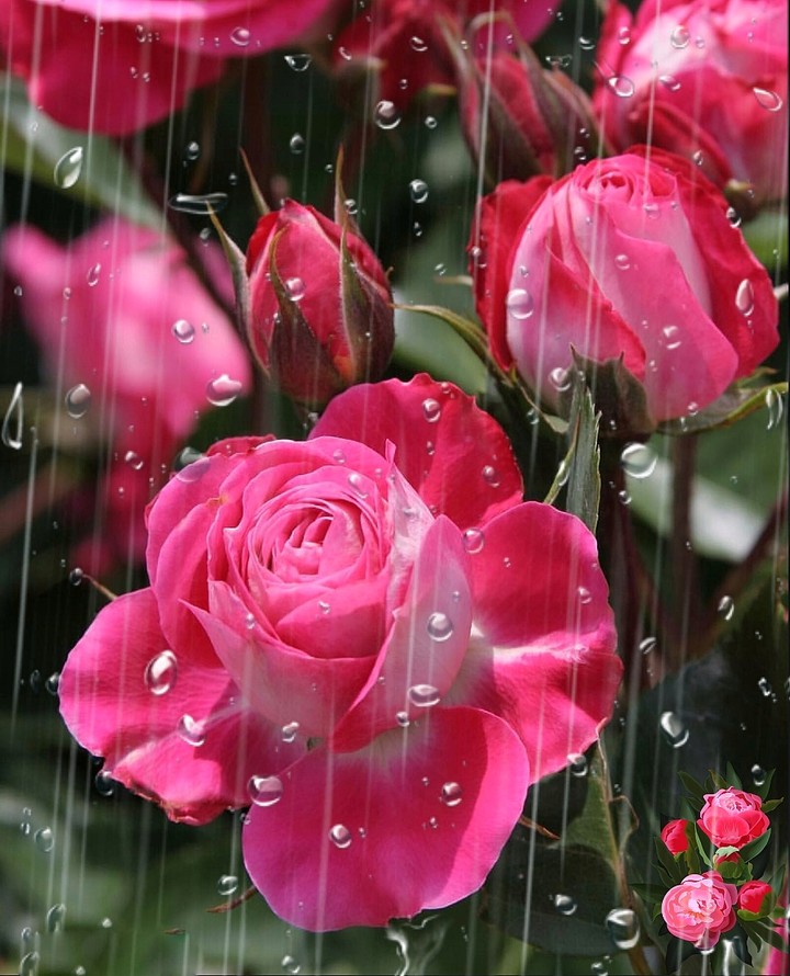 Rain