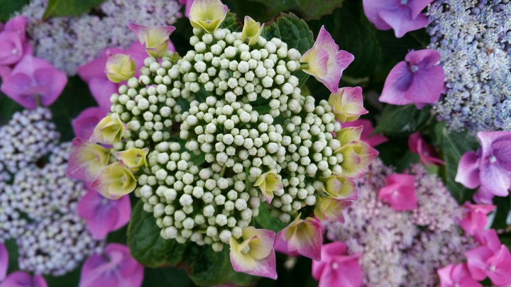 Flowers In My Garden