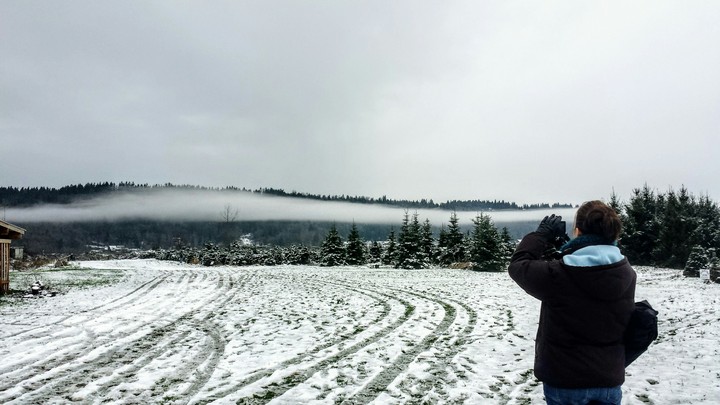 Tree Farm