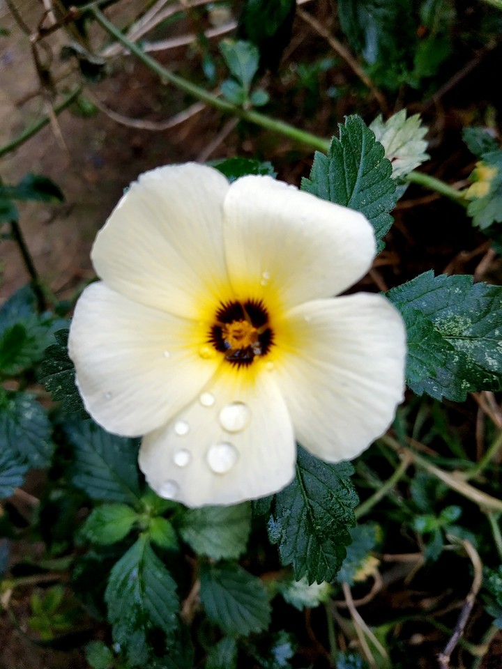 flower