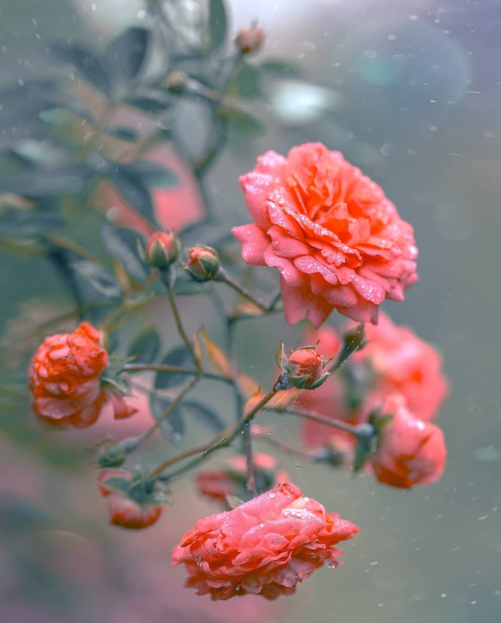 Rose