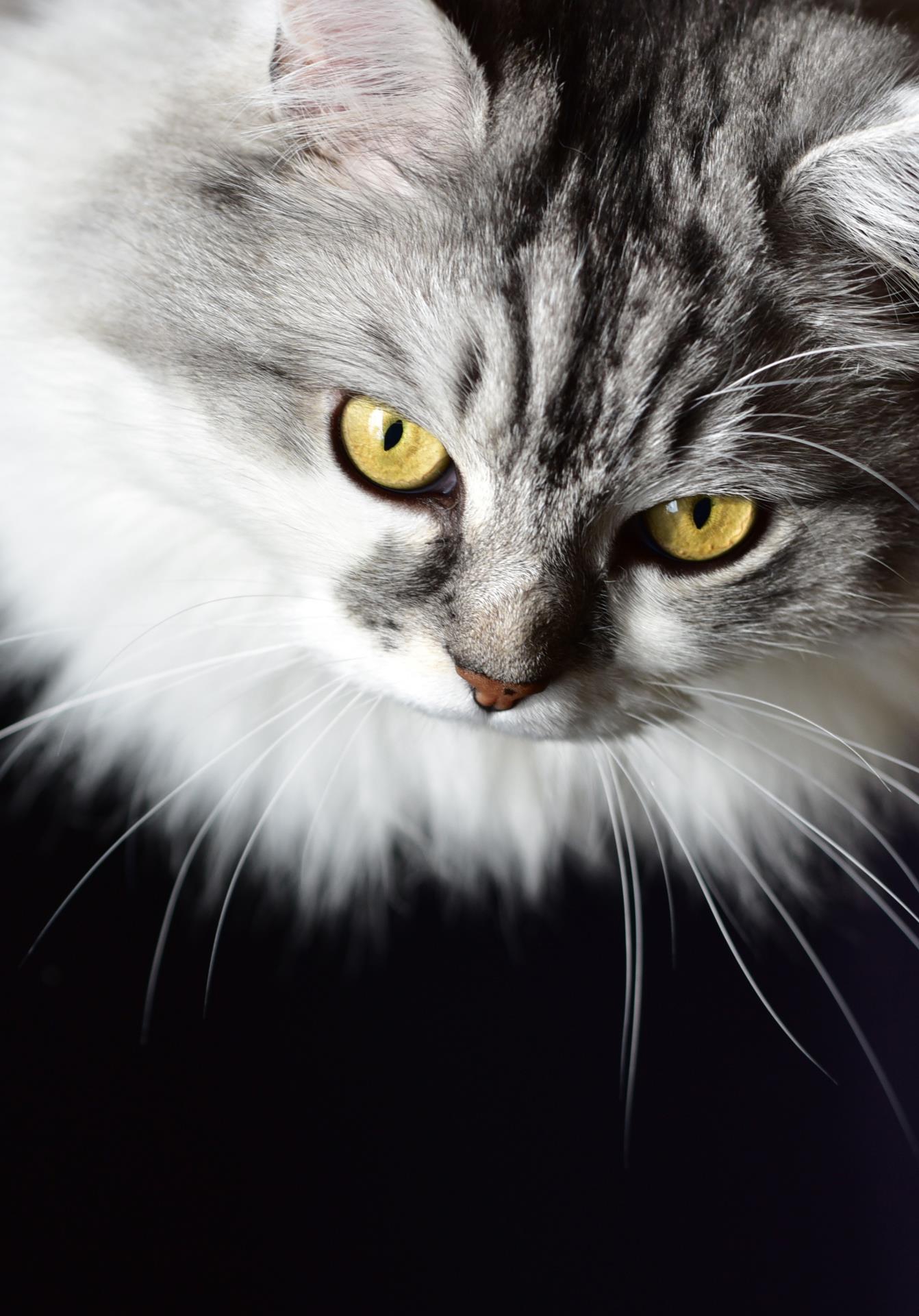 Serious Cat