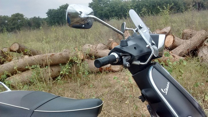 Vespa in the woods