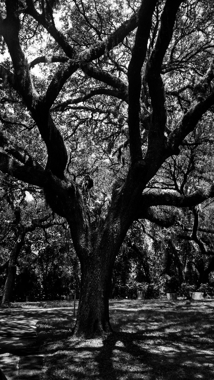 Creepy tree in cemetery