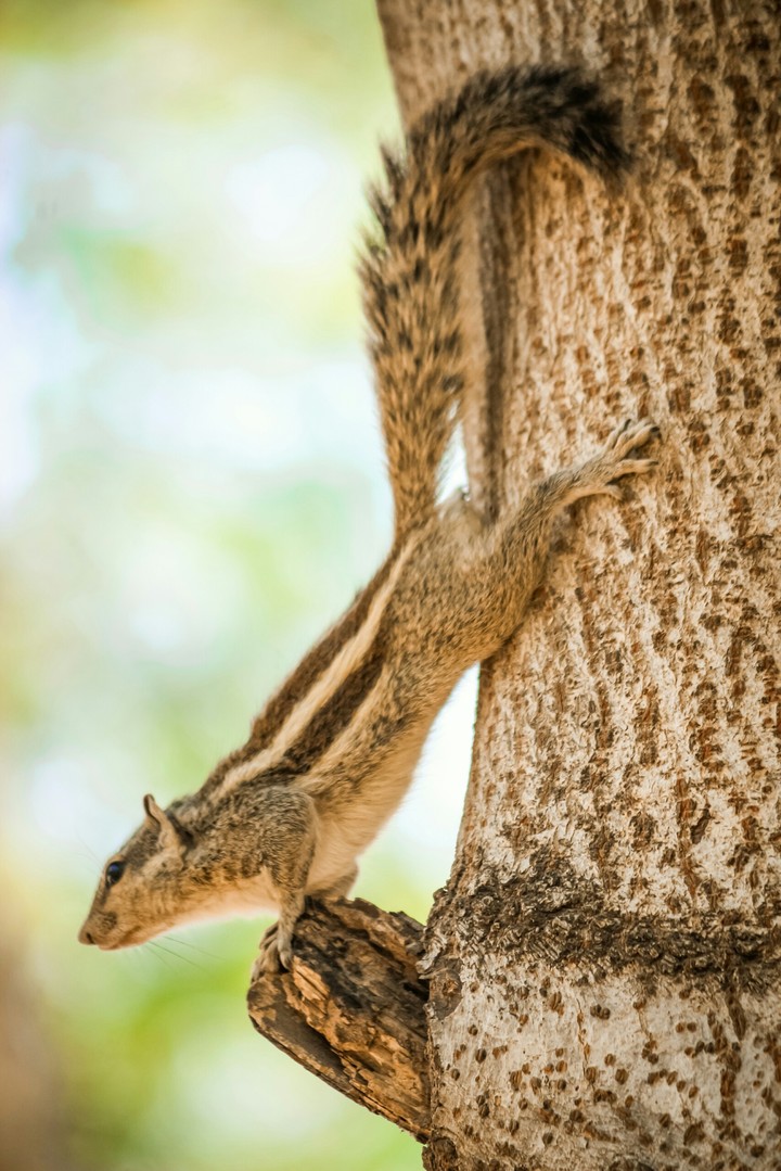 squirrel