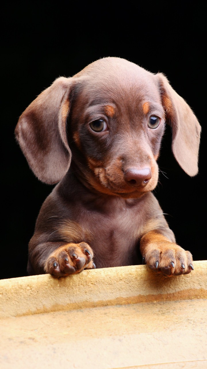 Cão#Fofo