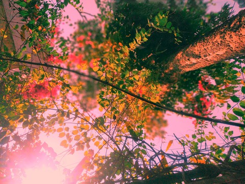 pink garden