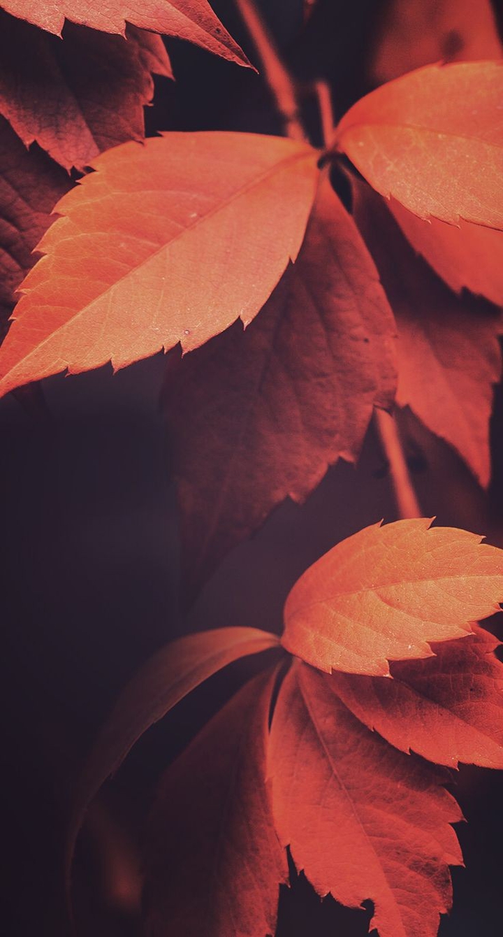 Autumn Leaves