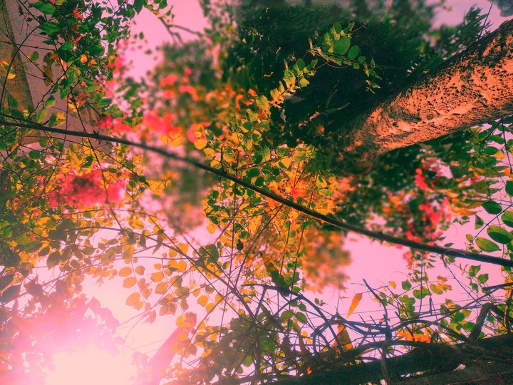 pink garden