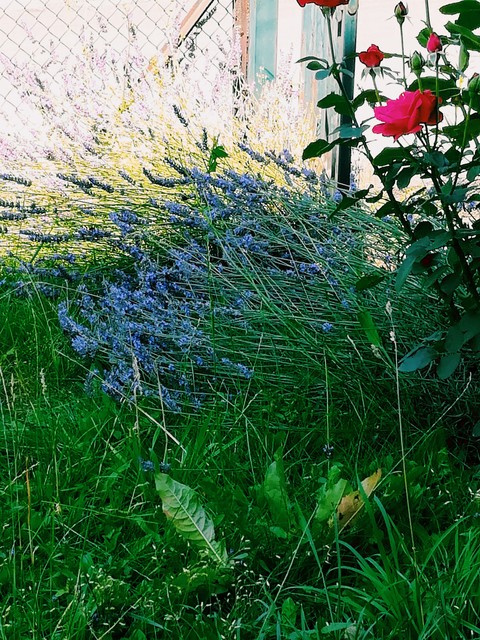 lavender