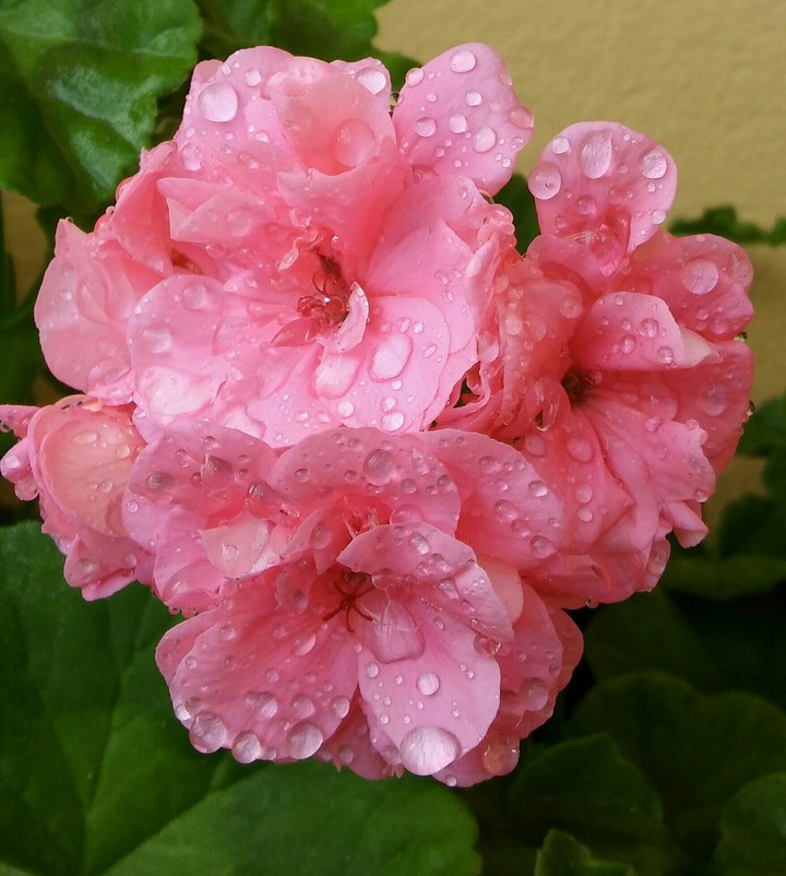 Flower and water