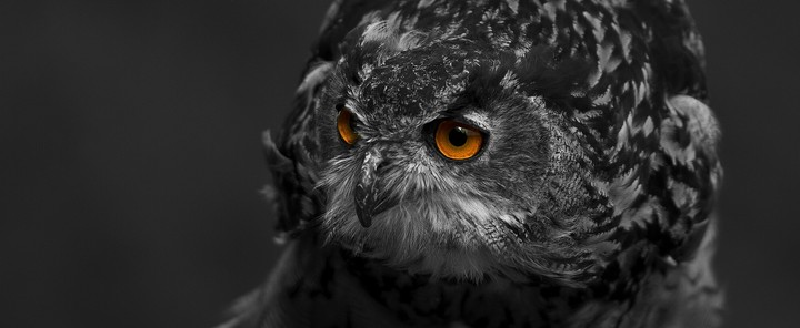 predator