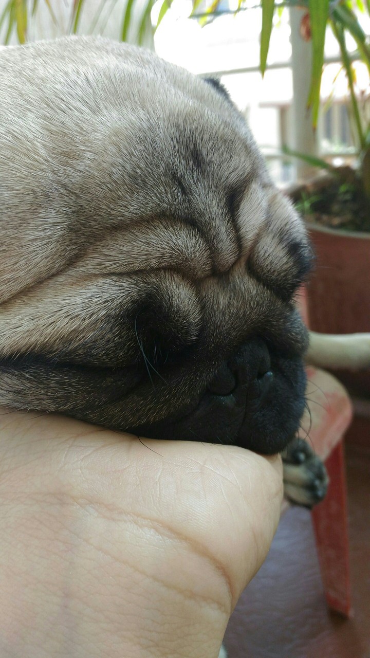 pug