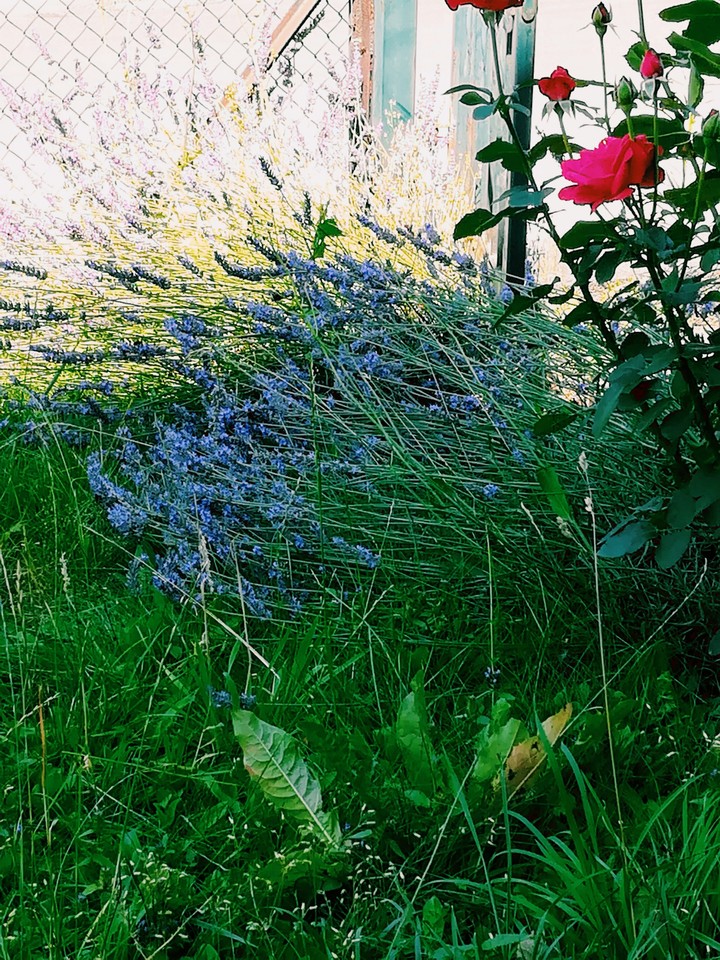 lavender