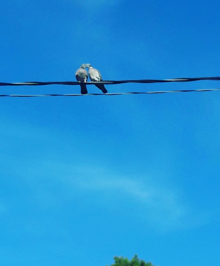 Love is in the air