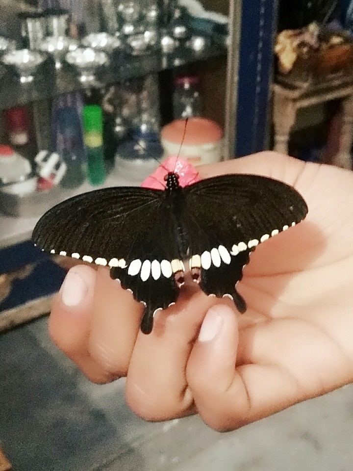 beautiful butterfly