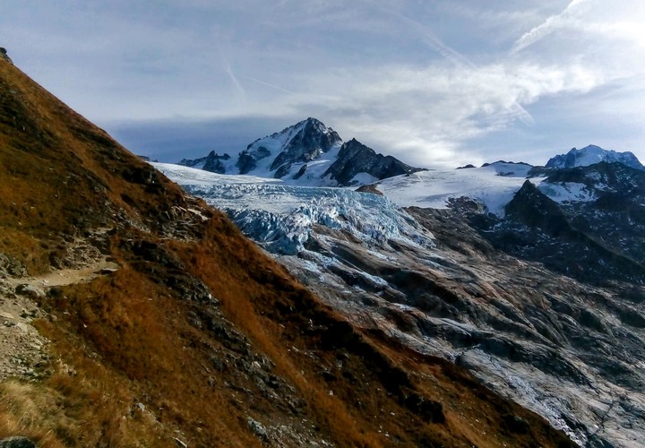 Chardonnet