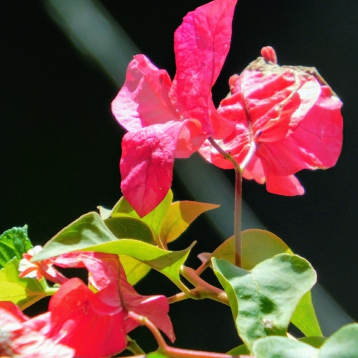flower