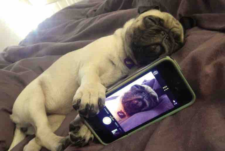 dog is a sleep