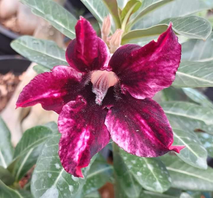 Adenium