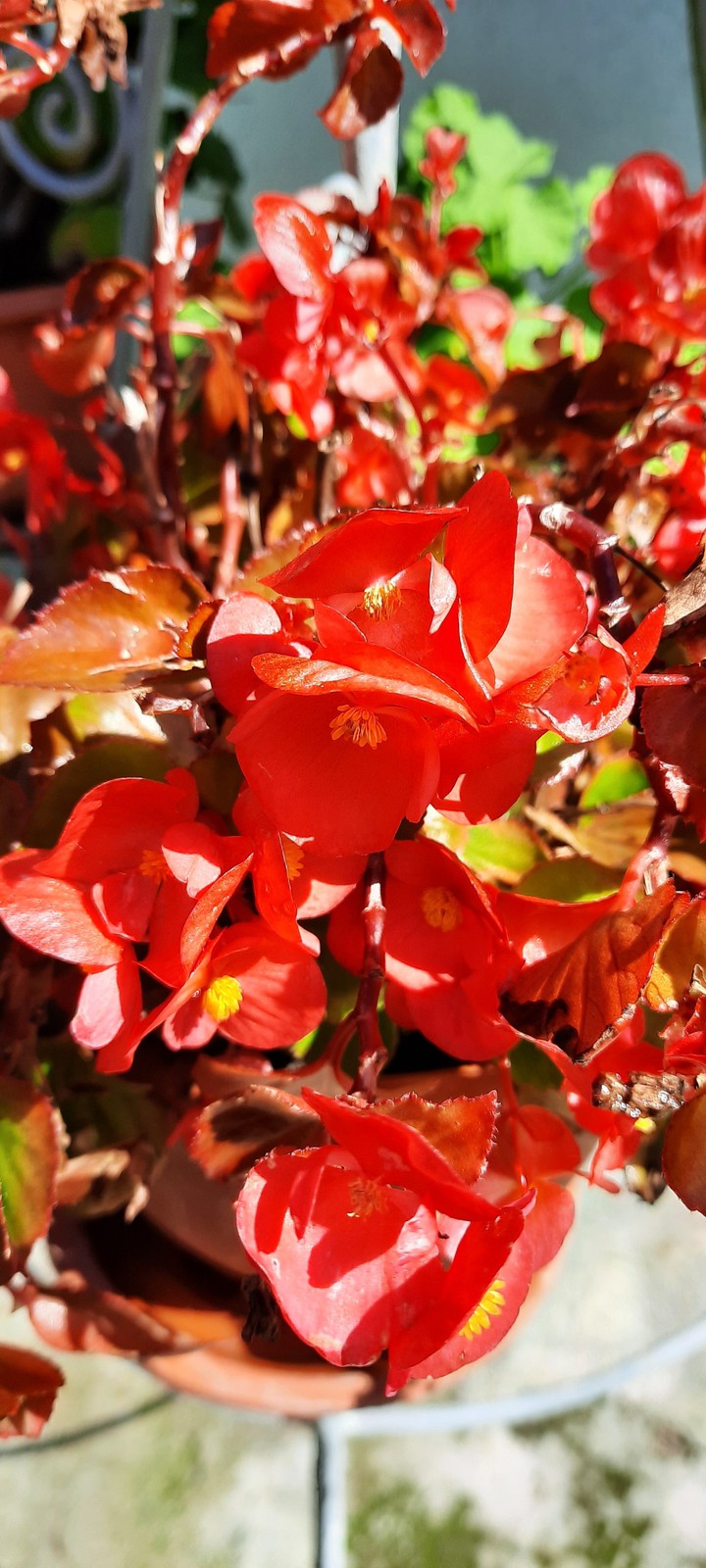 Red summer