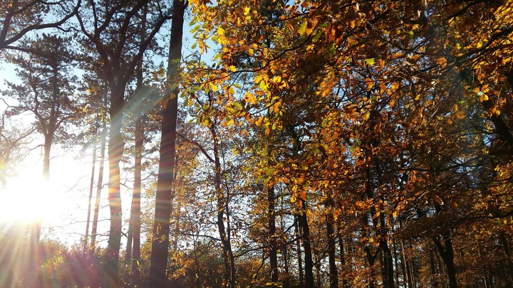 Autumn time 