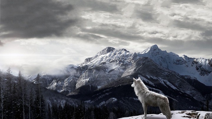 White wolf wild animal